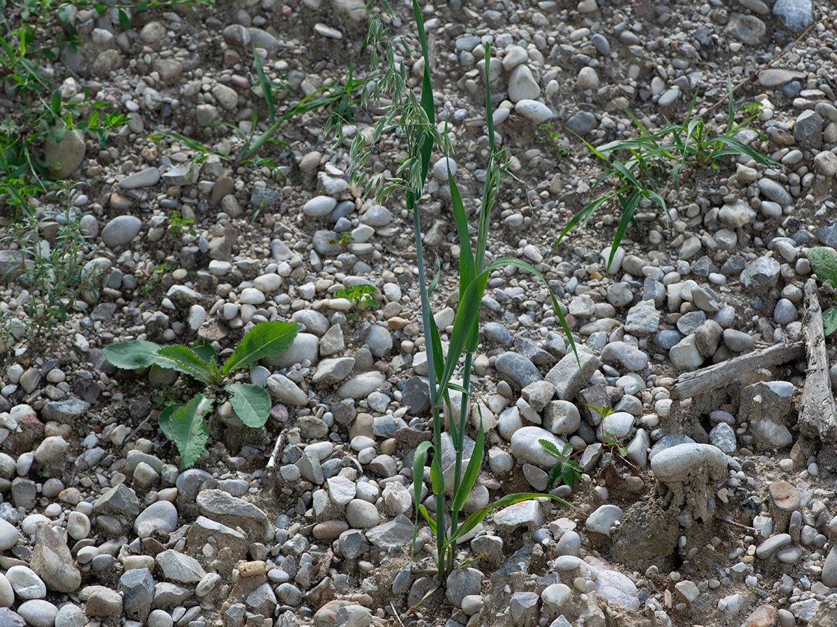 Habitus